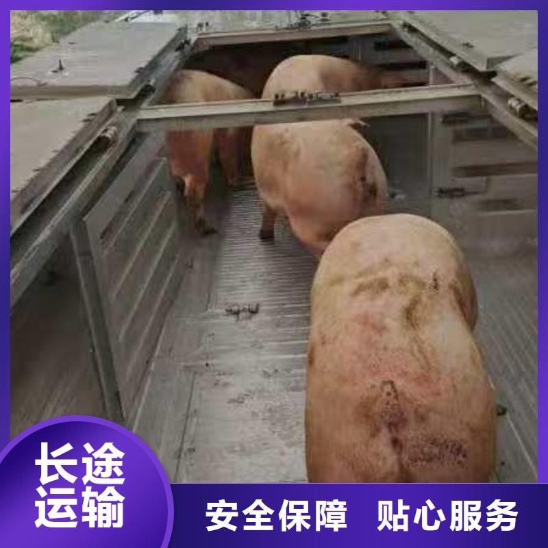 宝应到邯郸物流专线货运公司