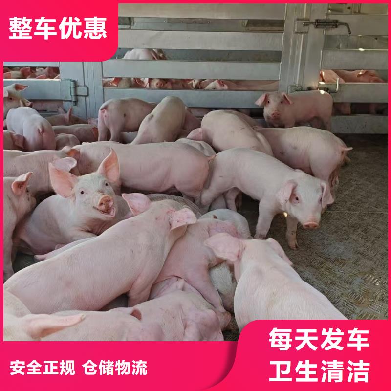 濮阳到广西物流专线货运公司