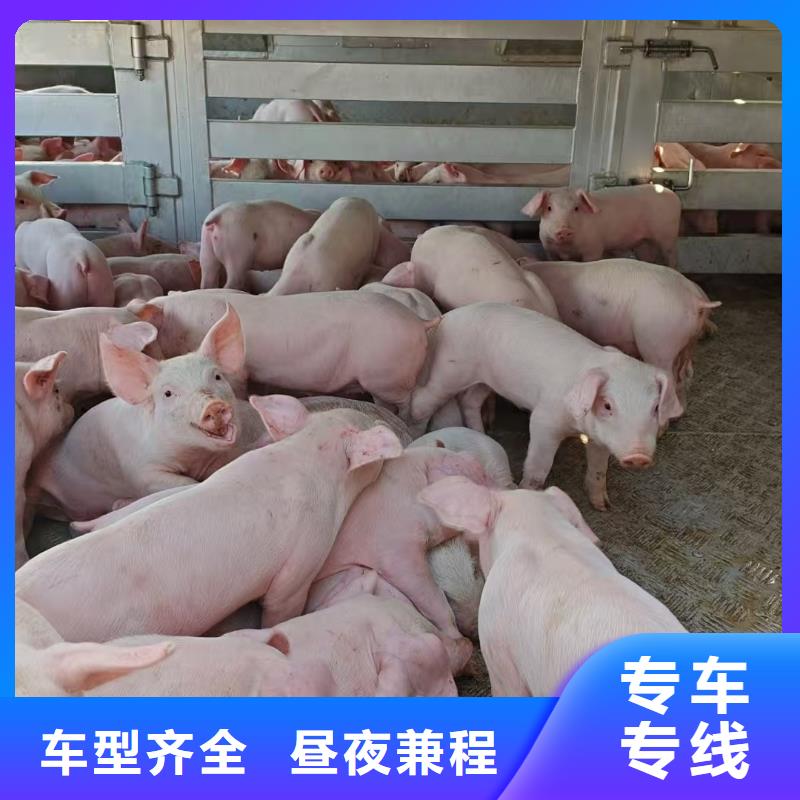 濮阳到辽阳物流专线货运公司