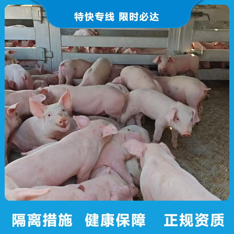 周口到株洲物流专线货运公司