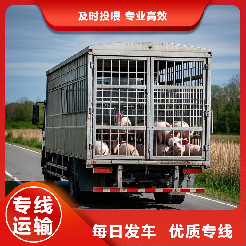 濮阳到黄浦物流专线货运公司