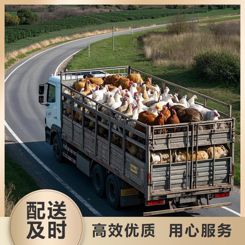 阜南到长丰物流专线货运公司